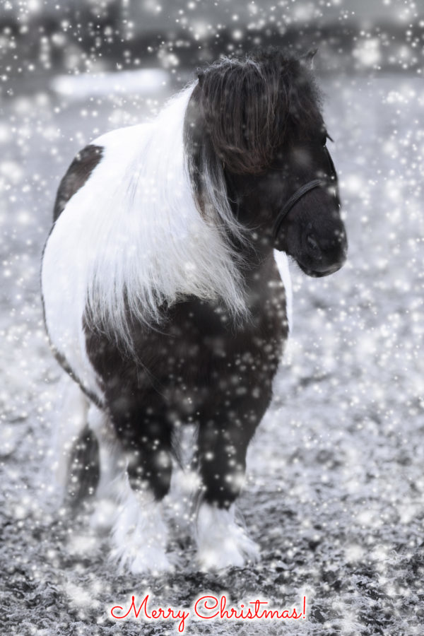 Personalised Christmas Cards with your own images and a snowy background