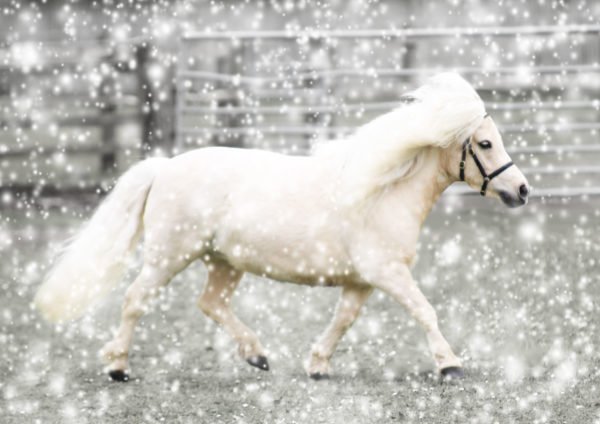 Personalised Christmas Cards with your own images and a snowy background