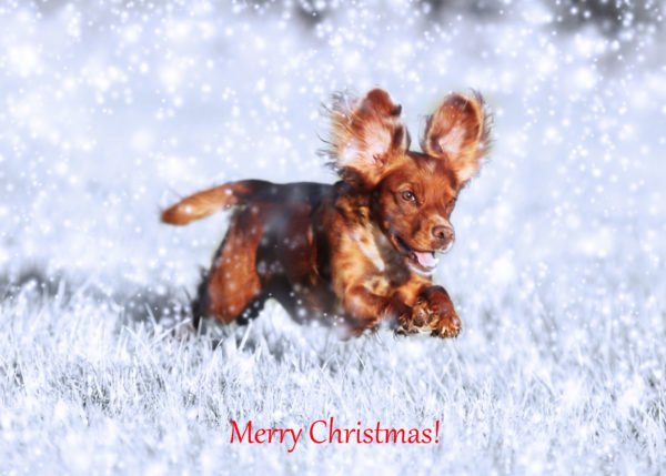 Personalised Christmas Cards with your own images and a snowy background.